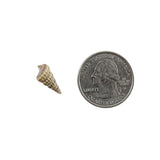 Tiny Miniature Fairy Garden Beach Seashells (4.5oz Bag, 500 Shell)